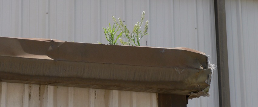 Tips and tricks to check and clean your gutters this summer